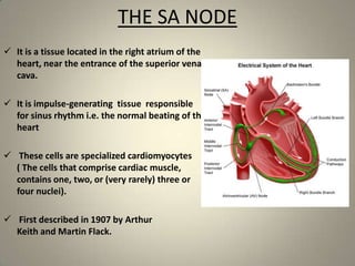 THE SA NODE
 It is a tissue located in the right atrium of the
heart, near the entrance of the superior vena
cava.
 It is impulse-generating tissue responsible
for sinus rhythm i.e. the normal beating of the
heart

 These cells are specialized cardiomyocytes
( The cells that comprise cardiac muscle,
contains one, two, or (very rarely) three or
four nuclei).
 First described in 1907 by Arthur
Keith and Martin Flack.

 