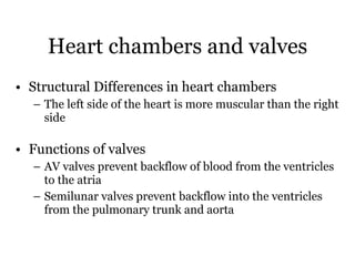 Structural Differences in heart chambers The left side of the heart is more muscular than the right side Functions of valves AV valves prevent backflow of blood from the ventricles to the atria Semilunar valves prevent backflow into the ventricles from the pulmonary trunk and aorta Heart chambers and valves 