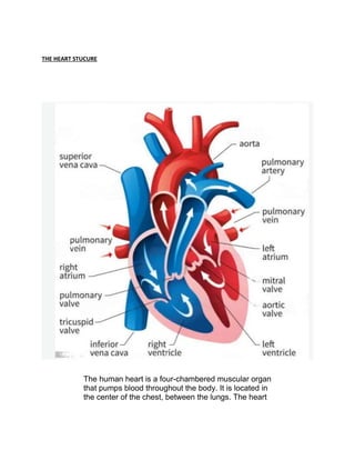 THE HEART STUCURE
The human heart is a four-chambered muscular organ
that pumps blood throughout the body. It is located in
the center of the chest, between the lungs. The heart
 