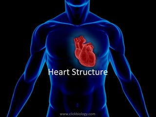 www.clickbiology.comwww.clickbiology.com
Heart Structure
 