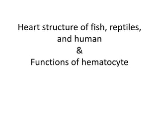 Heart structure of fish, reptiles,
and human
&
Functions of hematocyte

 