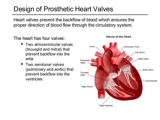 Heart valves diagram of a heart valve 