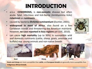 •a.k.aCOWDRIOSIS,isnon-zoonoticdiseasebutoftenacute,fatal,infectiousandtick-borne(Amblyommaticks) rickettsialonruminants. 
•causedbybacteriaEhrlichiaruminantium(Dumler,2001). 
•widespreadinmostofAfrica,alsofoundonafewCaribbeanislandsandthreateningtheAmericanmainland. However,nocasereportedinAsiaregionsyet(OIE,2010). 
•cancausehighmortality(upto90%)insusceptiblewildanddomesticruminants(cattle,sheep,goats,antelopeandbuffalo)esp.younganimalsandnon-nativebreeds 
INTRODUCTION 
Goatsandsheeparemoresusceptiblethancattle,andEuropeanbreedsaregenerallymoresusceptiblethan 
indigenousAfricanbreeds. 
Amblyommaticks 
GoatSheepCattle  