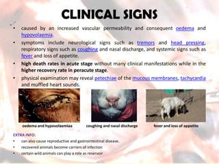 CLINICAL SIGNS 
•causedbyanincreasedvascularpermeabilityandconsequentoedemaandhypovolaemia. 
•symptomsincludeneurologicalsignssuchastremorsandheadpressing, respiratorysignssuchascoughingandnasaldischarge,andsystemicsignssuchasfeverandlossofappetite. 
•highdeathratesinacutestagewithoutmanyclinicalmanifestationswhileinthehigherrecoveryrateinperacutestage. 
•physicalexaminationmayrevealpetechiaeofthemucousmembranes,tachycardiaandmuffledheartsounds. 
EXTRA INFO: 
•canalsocausereproductiveandgastrointestinaldisease. 
•recoveredanimalsbecomecarriersofinfection 
•certainwildanimalscanplayaroleasreservoir 
fever and loss of appetite 
coughing and nasal discharge 
oedemaand hypovolaemiaa  