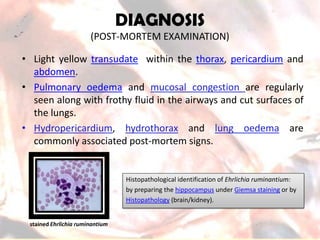 DIAGNOSIS(POST-MORTEM EXAMINATION) 
•Lightyellowtransudatewithinthethorax,pericardiumandabdomen. 
•Pulmonaryoedemaandmucosalcongestionareregularlyseenalongwithfrothyfluidintheairwaysandcutsurfacesofthelungs. 
•Hydropericardium,hydrothoraxandlungoedemaarecommonlyassociatedpost-mortemsigns. 
HistopathologicalidentificationofEhrlichiaruminantium: 
bypreparingthehippocampusunderGiemsastainingorby 
Histopathology(brain/kidney). 
stainedEhrlichiaruminantium  