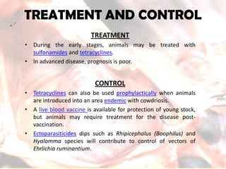 TREATMENT AND CONTROL 
TREATMENT 
•Duringtheearlystages,animalsmaybetreatedwithsulfonamidesandtetracyclines. 
•Inadvanceddisease,prognosisispoor. 
CONTROL 
•Tetracyclinescanalsobeusedprophylacticallywhenanimalsareintroducedintoanareaendemicwithcowdriosis. 
•Alivebloodvaccineisavailableforprotectionofyoungstock, butanimalsmayrequiretreatmentforthediseasepost- vaccination. 
•EctoparasiticidesdipssuchasRhipicephalus(Boophilus)andHyalommaspecieswillcontributetocontrolofvectorsofEhrlichiaruminantium.  