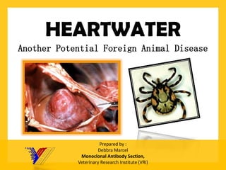 HEARTWATERAnother Potential Foreign Animal DiseasePrepared by : DebbraMarcelMonoclonal Antibody Section, Veterinary Research Institute (VRI)  