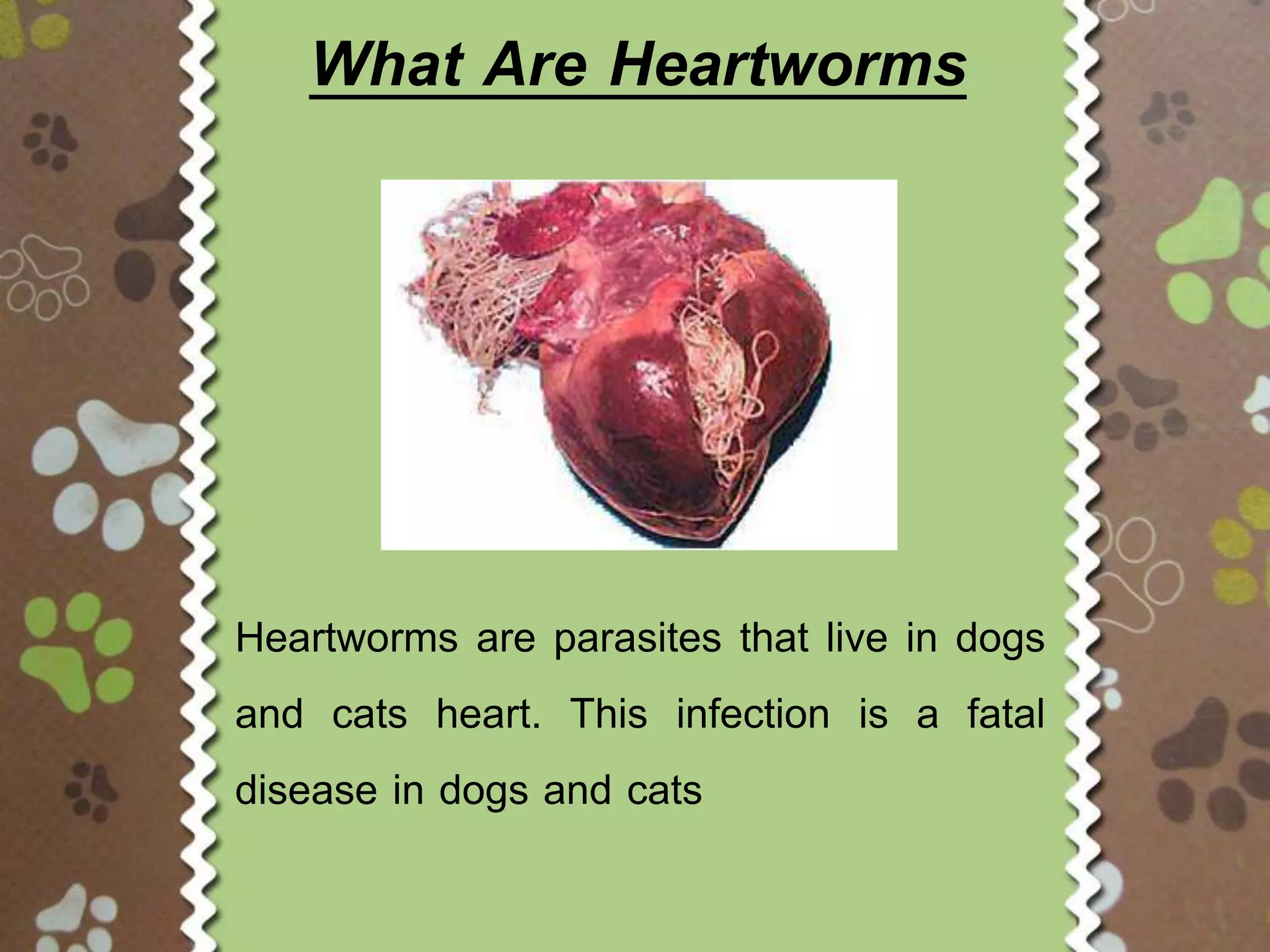 Heartworms in Dogs - Signs and Symptoms | PPTX | Infectious Diseases ...