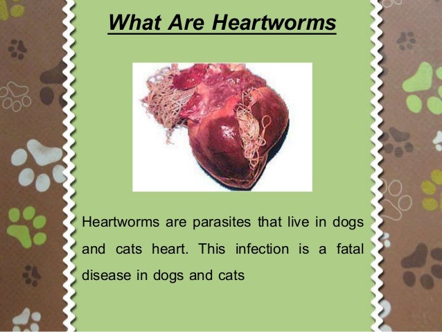 signs of heartworm in dogs heartworms in dogs signs and symptoms signs of heartworm in dogs heartworms in dogs signs and symptoms
