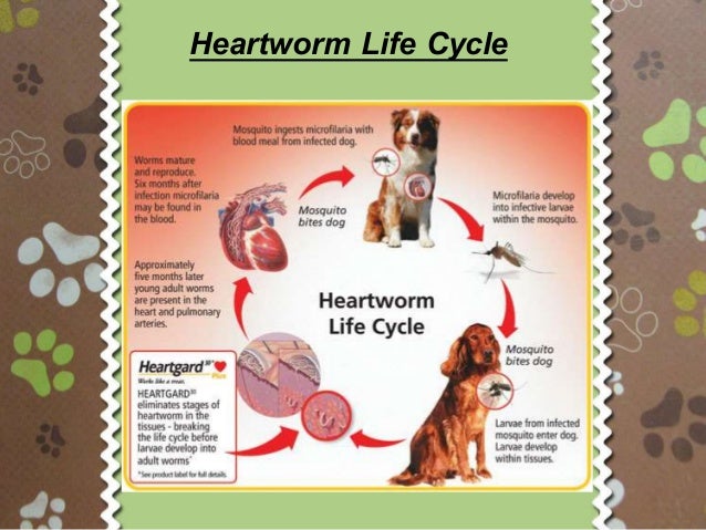signs of heartworm in dogs heartworms in dogs signs and symptoms signs of heartworm in dogs heartworms in dogs signs and symptoms