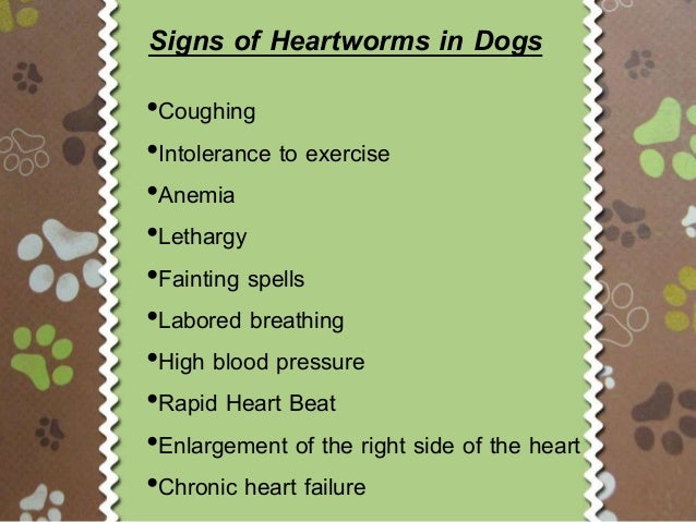 signs of heartworm in dogs heartworms in dogs signs and symptoms signs of heartworm in dogs heartworms in dogs signs and symptoms