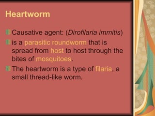 Heartworm | PPT