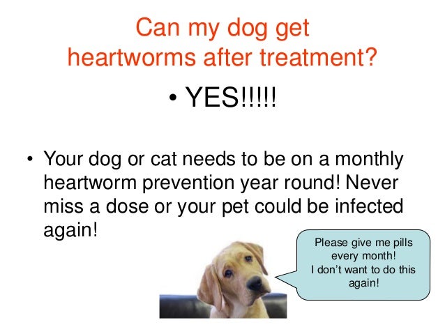 What Can I Give My Dog For Heartworms What Can I Give My Dog For Heartworms