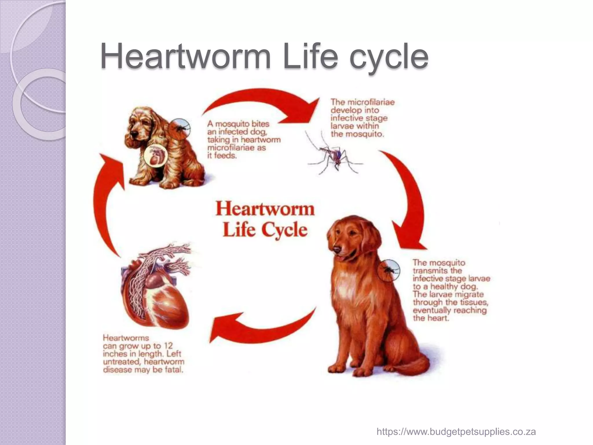 Image showcasing Heartworms in dogs and cats | PPT