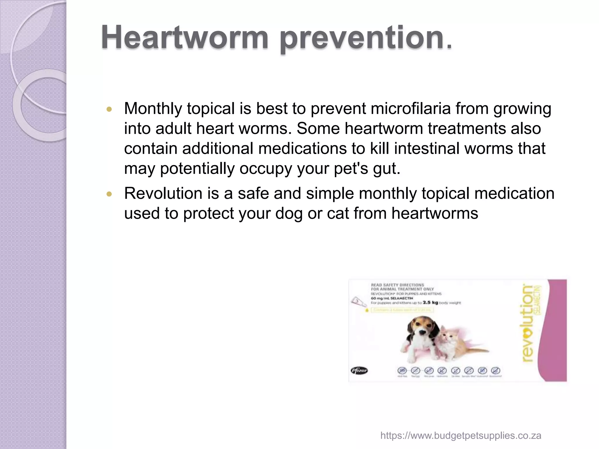 Picture of Heartworms in dogs and cats | PPT