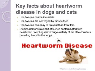 Image result for Heartworms in dogs and cats | PPTX