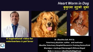 Heart Worm in Dog
क
ु क
ु रमा मुटुको जुका
:
Dr. Jibachha Sah, M.V.Sc
Veterinary physician, author, and motivator
Jibachha Veterinary Hospital Research & Training Centre(P)Ltd
Bharatpur-4,Lankupul,Narayagarh,Chitwan,Nepal
Mob;977-9845024121;jibachhashah@gail.com
A inspirational video for
veterinarians & pet lover
 