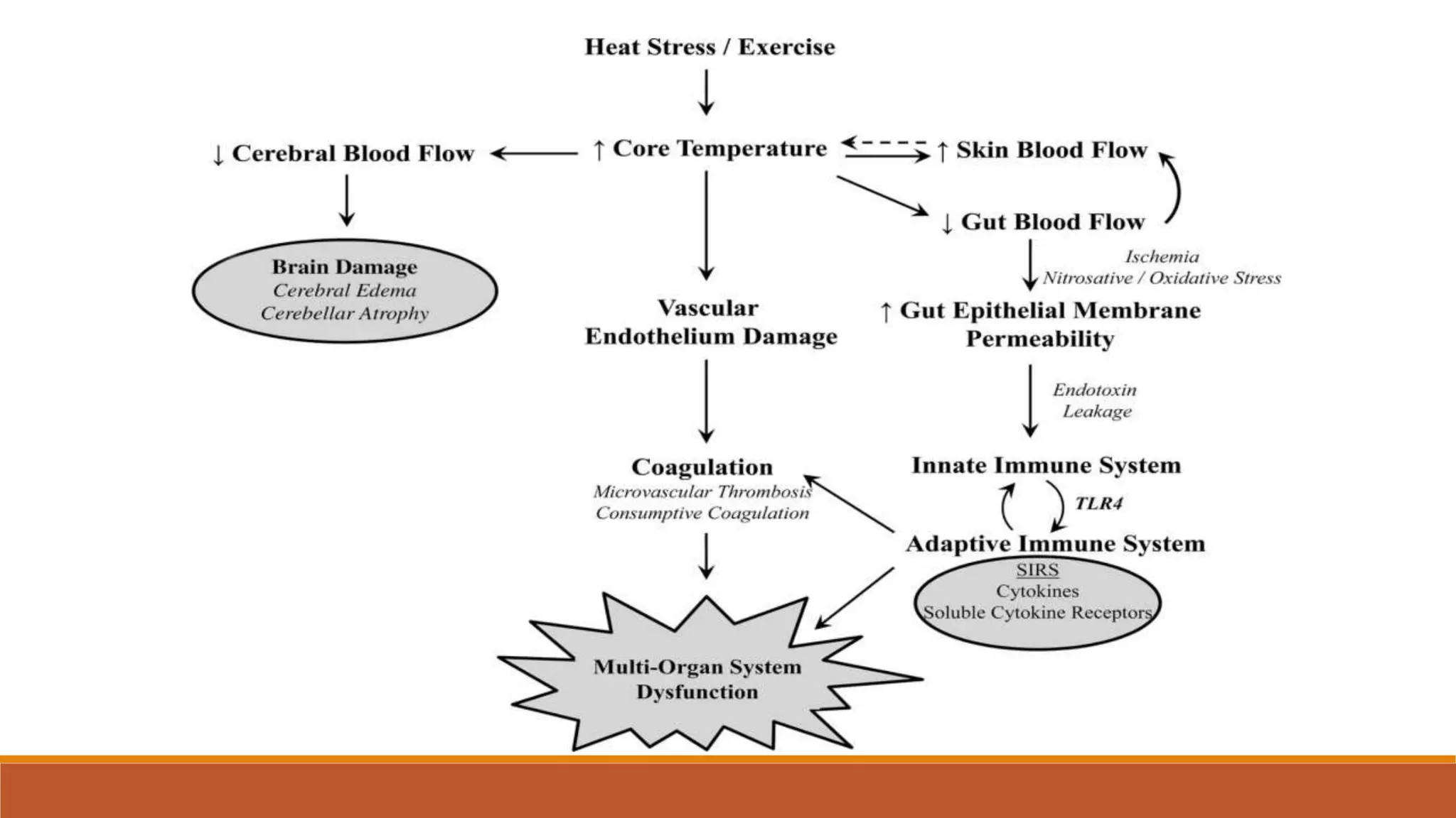 Heat related illnesses | PPTX