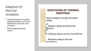 Adaption of
thermal
receptors
• Thermoreceptors are rapidly
adapting receptors, which are
divided into two types: cold
and warm.
• Thermoregulatory body
system.
 