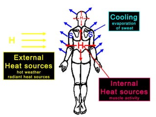 S S
Cooling
evaporation
of sweat
Heat
Balance
H
H
Internal
Heat sources
muscle activity
H
External
Heat sources
hot weather
radiant heat sources
 