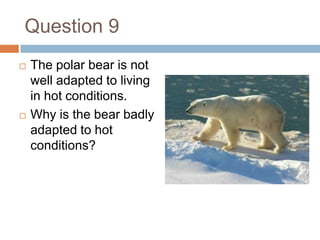 Question 9The polar bear is not well adapted to living in hot conditions.Why is the bear badly adapted to hot conditions?