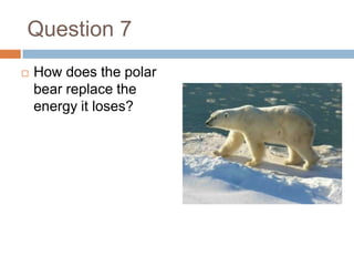 Question 7How does the polar bear replace the energy it loses?
