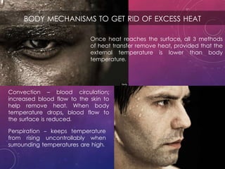 BODY MECHANISMS TO GET RID OF EXCESS HEAT
Once heat reaches the surface, all 3 methods
of heat transfer remove heat, provided that the
external temperature is lower than body
temperature.
Convection – blood circulation;
increased blood flow to the skin to
help remove heat. When body
temperature drops, blood flow to
the surface is reduced.
Perspiration - keeps temperature
from rising uncontrollably when
surrounding temperatures are high.
 