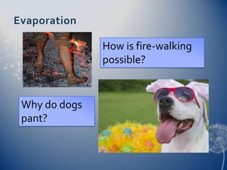 Evaporation
How is fire-walking
possible?
Why do dogs
pant?
 