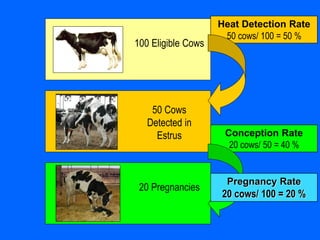 100 Eligible Cows
50 Cows
Detected in
Estrus
Heat Detection Rate
50 cows/ 100 = 50 %
20 Pregnancies
Conception Rate
20 cows/ 50 = 40 %
Pregnancy Rate
20 cows/ 100 = 20 %
 