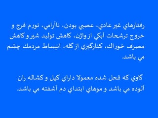 ‫و‬ ‫فرج‬ ‫م‬‫ر‬‫تو‬ ،‫امي‬‫ر‬‫ناآ‬ ،‫بودن‬ ‫عصبي‬ ،‫عادي‬‫غير‬ ‫هاي‬‫ر‬‫فتا‬‫ر‬
‫كاهش‬‫و‬‫شير‬ ‫توليد‬ ‫كاهش‬ ،‫ن‬‫واژ‬‫از‬ ‫آبكي‬ ‫ترشحات‬ ‫ج‬‫و‬‫خر‬
‫چشم‬ ‫مردمك‬ ‫انبساط‬ ،‫گله‬‫از‬ ‫ي‬‫كنارگير‬ ،‫اك‬‫ر‬‫خو‬ ‫مصرف‬
‫باشد‬ ‫مي‬.
‫ان‬‫ر‬ ‫كشاله‬‫و‬ ‫كپل‬ ‫اي‬‫ر‬‫دا‬ ‫معموال‬ ‫شده‬ ‫فحل‬ ‫كه‬ ‫ي‬‫گاو‬
‫باشد‬ ‫مي‬ ‫آشفته‬ ‫دم‬ ‫ابتداي‬ ‫موهاي‬‫و‬ ‫باشد‬ ‫مي‬ ‫آلوده‬.
 