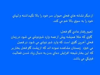 ‫فحلي‬ ‫هاي‬ ‫نشانه‬‫ديگر‬‫از‬‫لبهاي‬‫و‬ ‫نگهداشته‬ ‫باال‬ ‫ا‬‫ر‬ ‫خود‬‫سر‬ ‫حيوان‬
‫باال‬ ‫ي‬‫سو‬ ‫به‬ ‫ا‬‫ر‬ ‫خود‬‫كند‬ ‫مي‬ ‫خم‬.
‫فحل‬‫گاو‬ ‫عادي‬‫فتار‬‫ر‬‫تعيير‬:
‫مان‬‫ز‬‫در‬ ‫شود‬ ‫مي‬ ‫ي‬ ‫شيردوش‬ ‫د‬‫ر‬‫وا‬ ‫همه‬‫از‬ ‫پيش‬ ‫هميشه‬ ‫مثال‬ ‫كه‬ ‫ي‬‫گاو‬
‫شود‬ ‫مي‬ ‫ي‬ ‫دوش‬‫شير‬ ‫د‬‫ر‬‫وا‬ ‫كه‬ ‫است‬ ‫ي‬‫گاو‬ ‫آخرين‬ ‫فحلي‬.‫فصل‬‫در‬
‫بر‬‫بخار‬ ‫فحل‬‫گاو‬ ‫پشت‬‫از‬ ‫كه‬ ‫اند‬ ‫نموده‬ ‫مشاهده‬ ‫مستان‬‫ز‬ ‫خيزد‬ ‫مي‬
‫بدن‬ ‫دماي‬ ‫ايش‬‫ز‬‫اف‬ ‫نتيجه‬‫بخار‬ ‫اين‬ ‫كه‬‫دنبال‬ ‫به‬‫فعاليت‬ ‫شدن‬ ‫ياد‬‫ز‬
‫باشد‬ ‫مي‬ ‫فيزيکي‬.
 