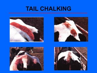 TAIL CHALKING
 