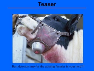 Teaser
Best detectors may be the existing females in your herd!!!
 