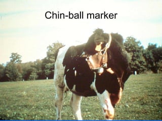 Chin-ball marker
 