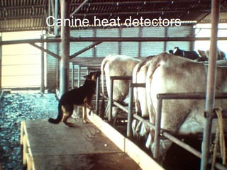 Canine heat detectors
 