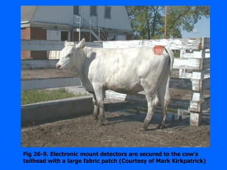Fig 26-9. Electronic mount detectors are secured to the cow's
tailhead with a large fabric patch (Courtesy of Mark Kirkpatrick)
 