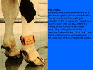 Pedometer.
Electronic heat detection by means of a
pedometer applied just above the fetlock.
The amount of activity / walking is
recorded by the device which is read by a
scanner each time the cow enters the
milking parlor. An added advantage,
particularly on large farms, is that the
cows are inventoried each time they come
into the milking parlor. A disadvantage is
the initial cost of the computerized system.
 