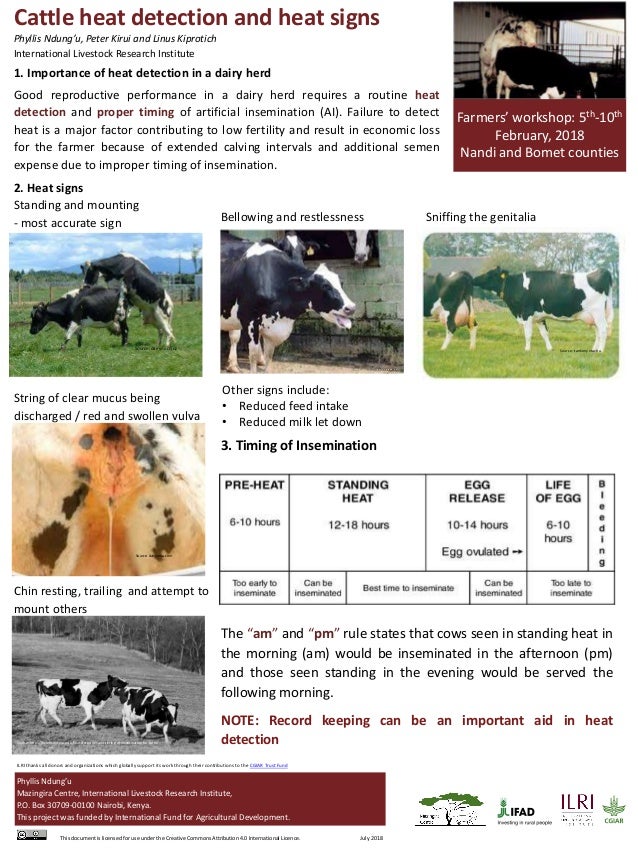 Cattle heat detection and heat signs