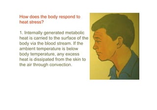 How does the body respond to
heat stress?
1. Internally generated metabolic
heat is carried to the surface of the
body via the blood stream. If the
ambient temperature is below
body temperature, any excess
heat is dissipated from the skin to
the air through convection.
 