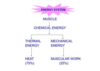 MUSCLE
CHEMICAL ENERGY
THERMAL MECHANICAL
ENERGY ENERGY
HEAT MUSCULAR WORK
(75%) (25%)
ENERGY SYSTEM
 