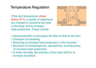If the skin temperature drops
below 37°C a variety of responses
are initiated to conserve the heat
in the body and to increase
heat production. These include:
• Vasoconstriction to decrease the flow of heat to the skin.
• Cessation of sweating.
• Shivering to increase heat production in the muscles.
• Secretion of norepinephrine, epinephrine, and thyroxine
to increase heat production
• In lower animals, the erection of the hairs and fur to
increase insulation
Temperature Regulation
 