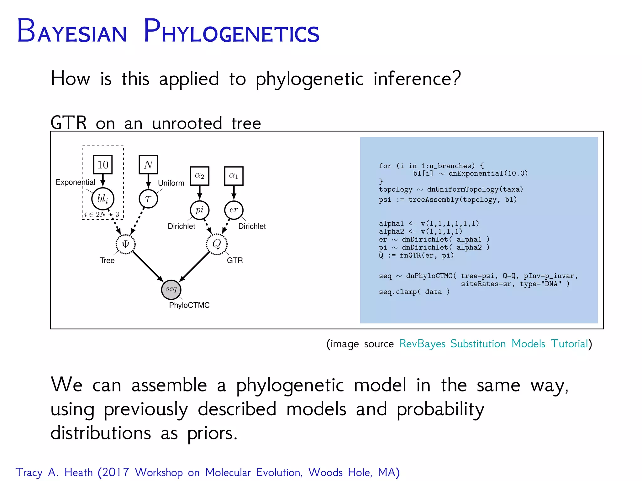B P
How is this applied to phylogenetic inference?
GTR on an unrooted tree
seq
PhyloCTMC
Q
GTRTree
bli ⌧
Exponential Uniform
10 N
i 2 2N 3
pi
Dirichlet
er
Dirichlet
↵2 ↵1
for (i in 1:n_branches) {
bl[i] ⇠ dnExponential(10.0)
}
topology ⇠ dnUniformTopology(taxa)
psi := treeAssembly(topology, bl)
alpha1 <- v(1,1,1,1,1,1)
alpha2 <- v(1,1,1,1)
er ⇠ dnDirichlet( alpha1 )
pi ⇠ dnDirichlet( alpha2 )
Q := fnGTR(er, pi)
seq ⇠ dnPhyloCTMC( tree=psi, Q=Q, pInv=p_invar,
siteRates=sr, type="DNA" )
seq.clamp( data )
(image source RevBayes Substitution Models Tutorial)
We can assemble a phylogenetic model in the same way,
using previously described models and probability
distributions as priors.
Tracy A. Heath (2017 Workshop on Molecular Evolution, Woods Hole, MA)
 