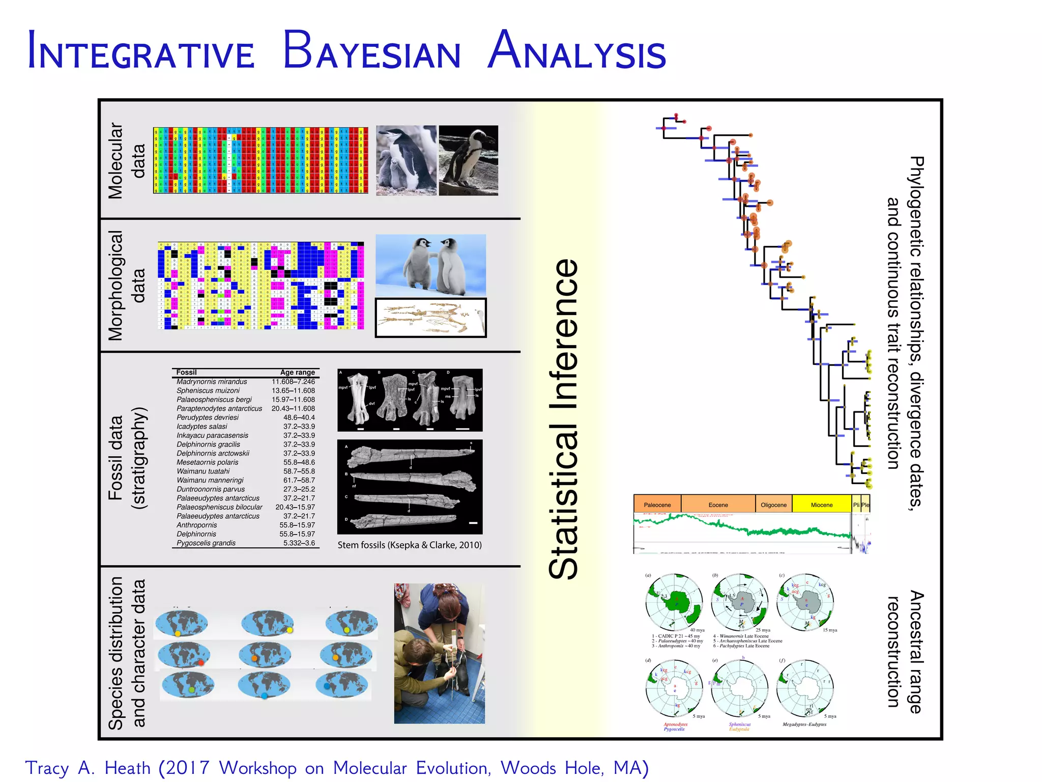 I B A
Paleocene Eocene Oligocene Miocene Pli Ple
Stem fossils (Ksepka & Clarke, 2010)
Tracy A. Heath (2017 Workshop on Molecular Evolution, Woods Hole, MA)
 