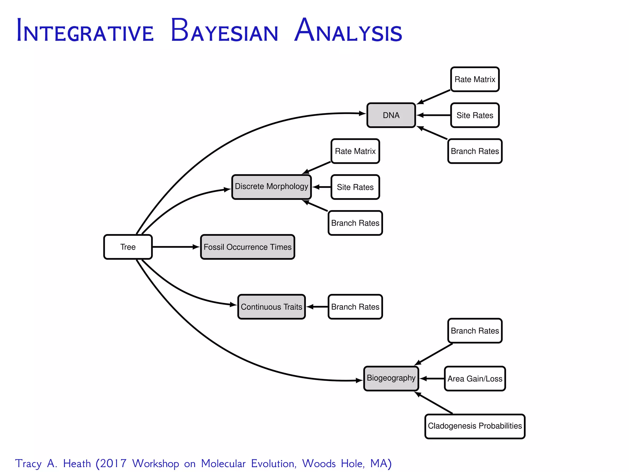 I B A
Tracy A. Heath (2017 Workshop on Molecular Evolution, Woods Hole, MA)
 