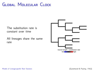 G M C
The substitution rate is
constant over time
All lineages share the same
rate
branch length = substitution rate
low high
Models of Lineage-speciﬁc Rate Variation (Zuckerkandl & Pauling, 1962)
 