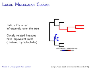 L M C
Most methods for
estimating local clocks
required specifying the
number and locations of
rate changes a priori
Drummond and Suchard
(2010) introduced a
Bayesian method that
samples over a broad range
of possible random local
clocks
low high
branch length = substitution rate
Models of Lineage-speciﬁc Rate Variation (Yang & Yoder 2003, Drummond and Suchard 2010)
 