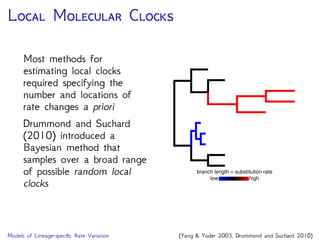 A R
Substitution rates evolve
gradually over time –
closely related lineages have
similar rates
The rate at a node is
drawn from a lognormal
distribution with a mean
equal to the parent rate
(geometric brownian
motion) low high
branch length = substitution rate
Models of Lineage-speciﬁc Rate Variation (Thorne, Kishino & Painter 1998; Kishino, Thorne & Bruno 2001)
 