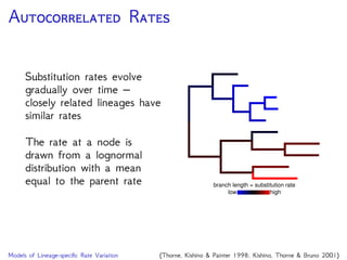 P R C
Rate changes occur along
lineages according to a
point process
At rate-change events, the
new rate is a product of
the parent’s rate and a
-distributed multiplier
low high
branch length = substitution rate
Models of Lineage-speciﬁc Rate Variation (Huelsenbeck, Larget and Swo ord 2000)
 