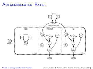 I /U R
Lineage-speciﬁc rates are
uncorrelated when the rate
assigned to each branch is
independently drawn from
an underlying distribution
low high
branch length = substitution rate
Models of Lineage-speciﬁc Rate Variation (Drummond et al. 2006; Rannala & Yang 2007; Lepage et al. 2007)
 