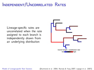 I M M
Dirichlet process prior:
Branches are partitioned
into distinct rate categories
The number of rate
categories and assignment
of branches to categories
are random variables under
the model
branch length = substitution rate
c5
c4
c3
c2
substitution rate classes
c1
Models of Lineage-speciﬁc Rate Variation (Heath, Holder, Huelsenbeck. 2012 MBE)
 